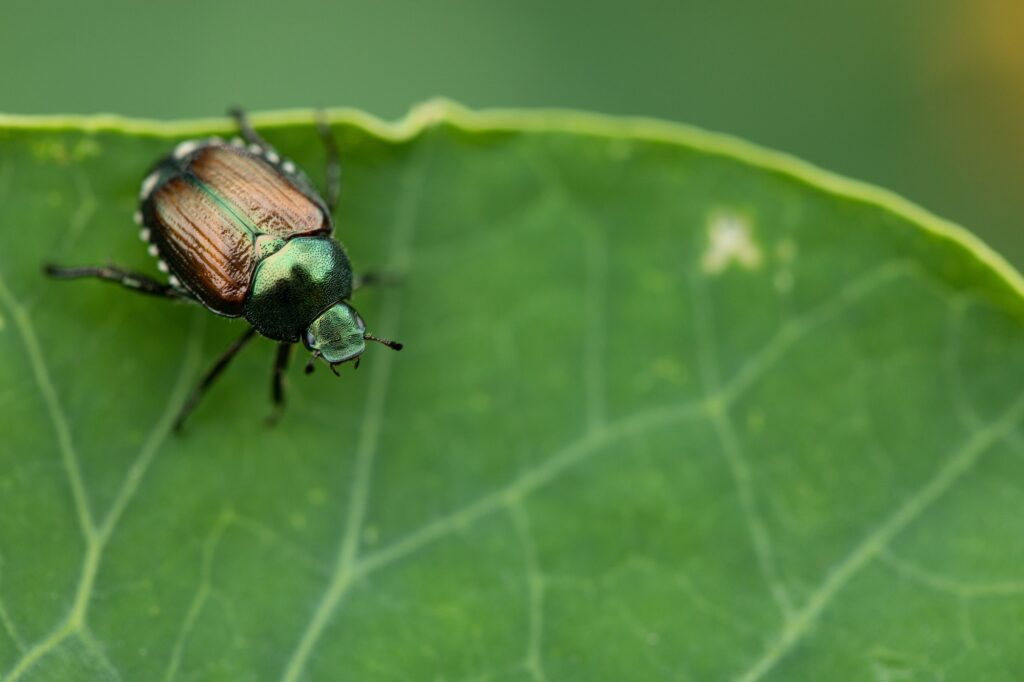 Closeup of Japanese beetle (Popillia japonica) on green leaf, an invasive species to North America