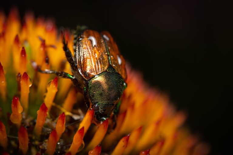 Macro shot of a Japanese beetle (Popillia japonica) on a yellow flower and black background