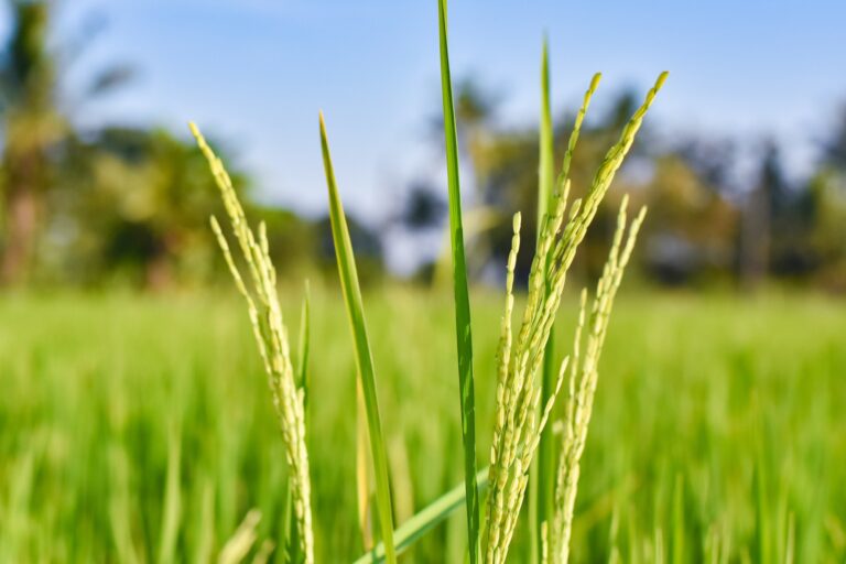 Selective focus on ear of rice. Green paddy field. Rice plantation. Organic rice farm in Thailand
