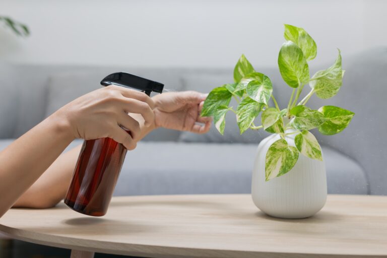 Spraying Liquid fertilizer the foliar feeding on the golden pothos