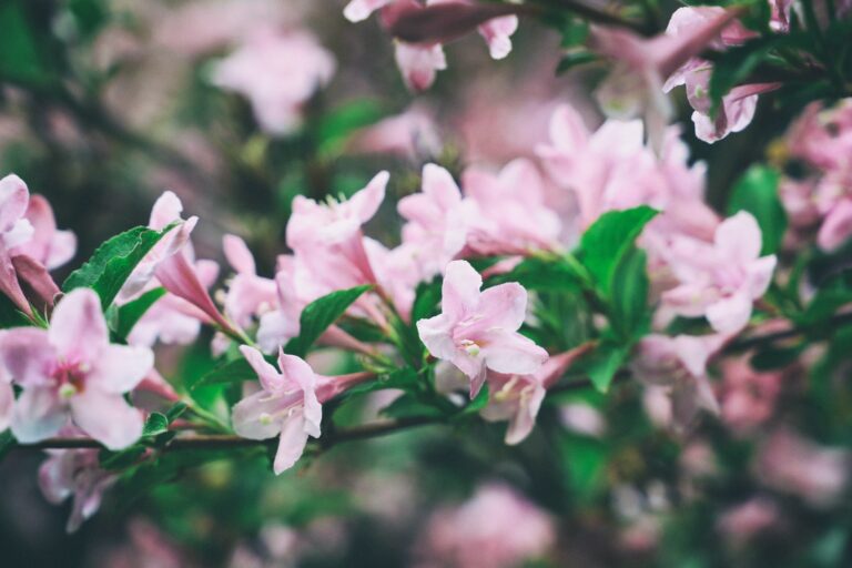 Pastel pink weigela spring flowers blooming bush tree branch close up natural green background