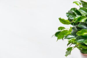 weeping fig tree care