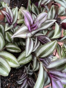 Tradescantia zebrina / Wandering Jew