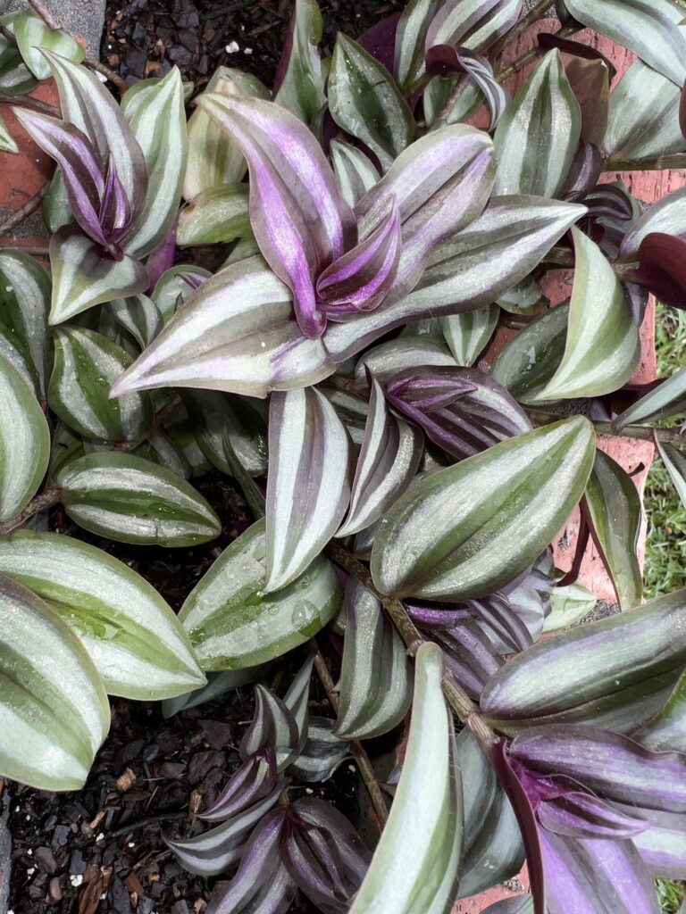 Tradescantia zebrina / Wandering Jew