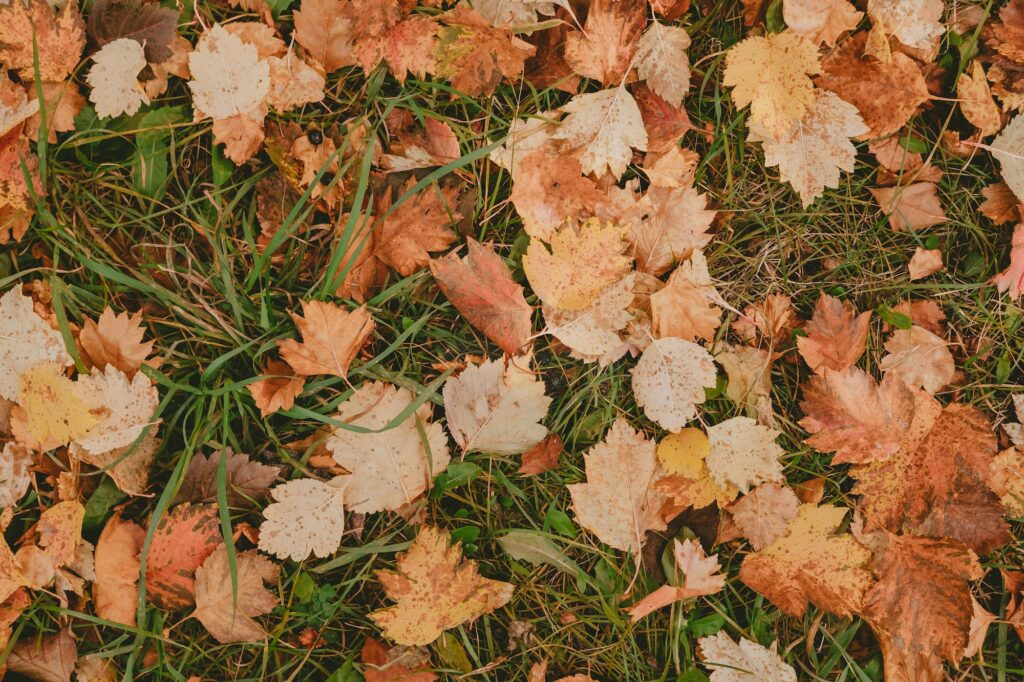 autumn leaves in the forest. background from autumn leaves. leaves on green grass.