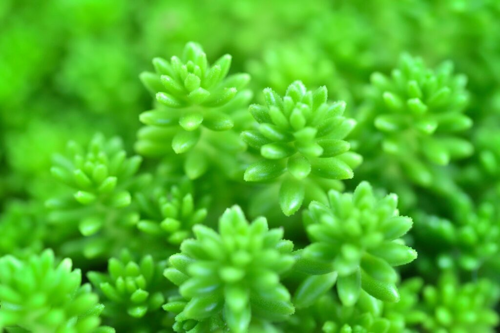 Close up of Sedum