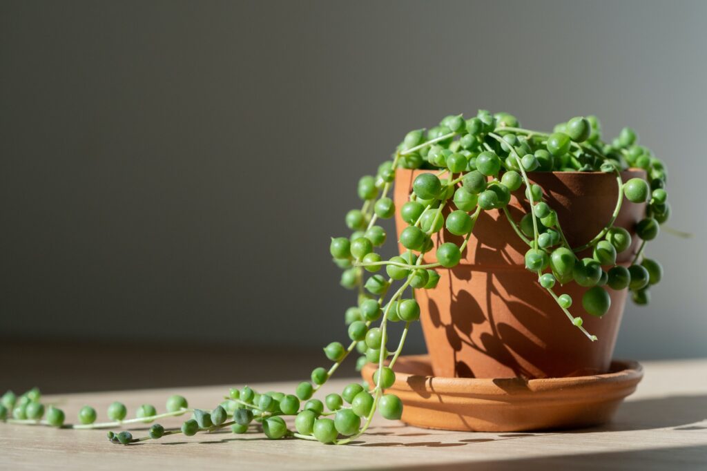 Closeup of Senecio rowleyanus houseplant in terracotta flower pot at home. String of pearls