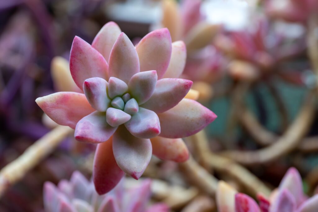 Graptopetalum paraguayense, succulent plant.