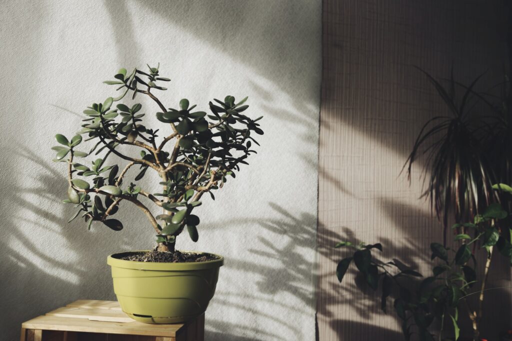 jade plant in pot