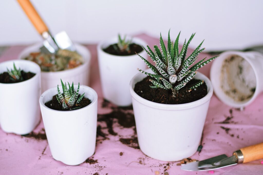Repotted Haworthia succulent plants