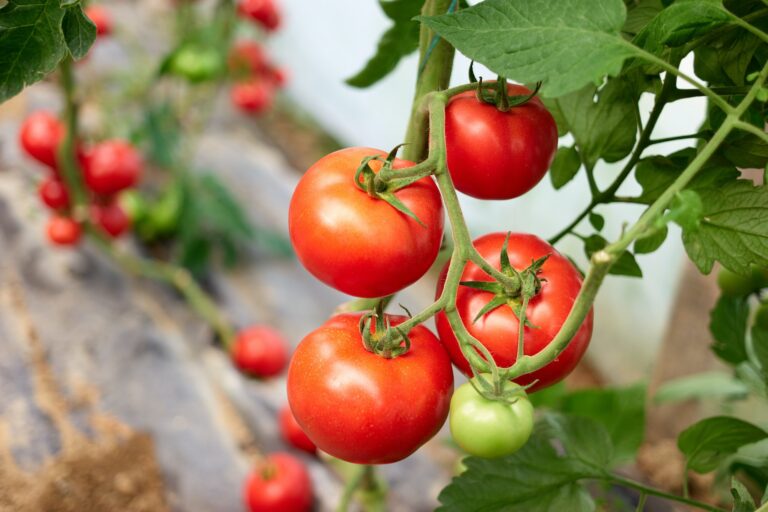 what to do with tomato suckers