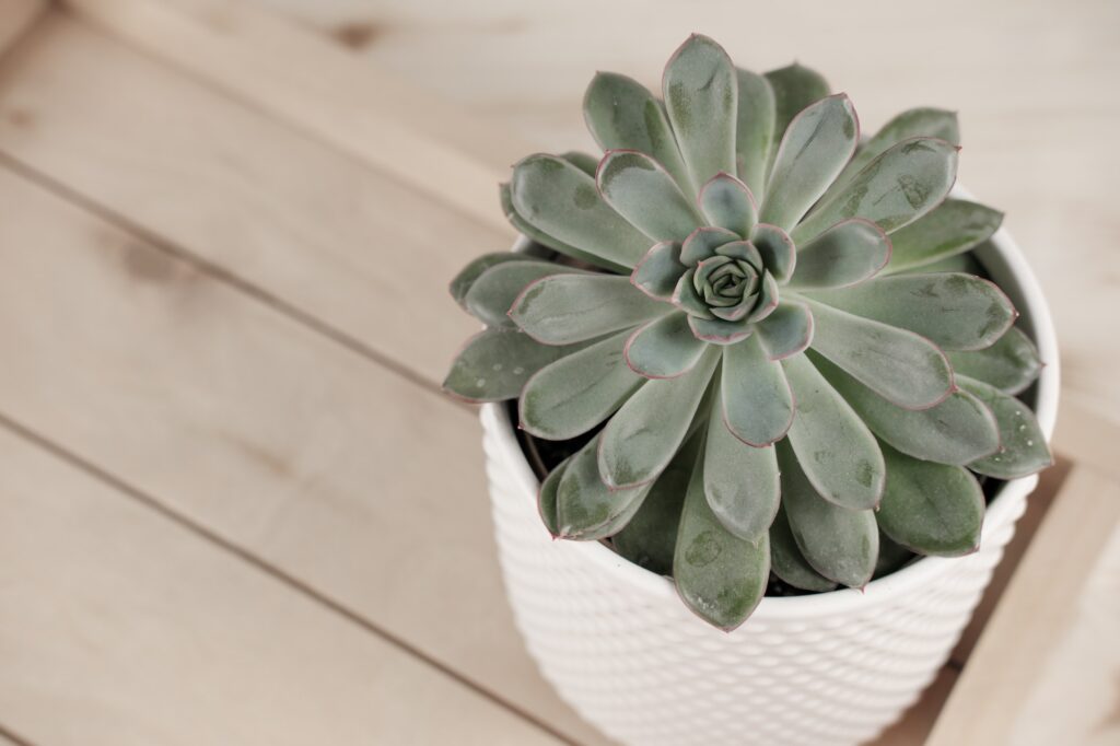 Top view of Echeveria imbricata or Blue Rose Echeveria