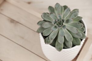 succulent plants