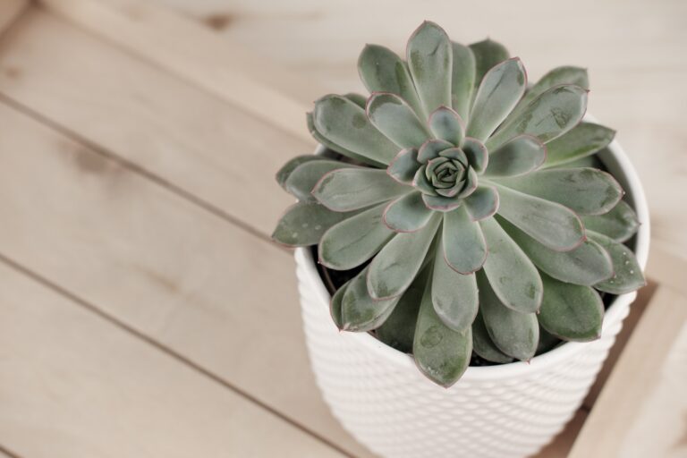succulent plants