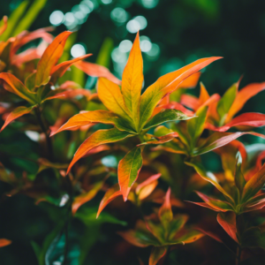 An image showcasing a variety of plants with milky sap, capturing the contrasting features of toxic and non-toxic species