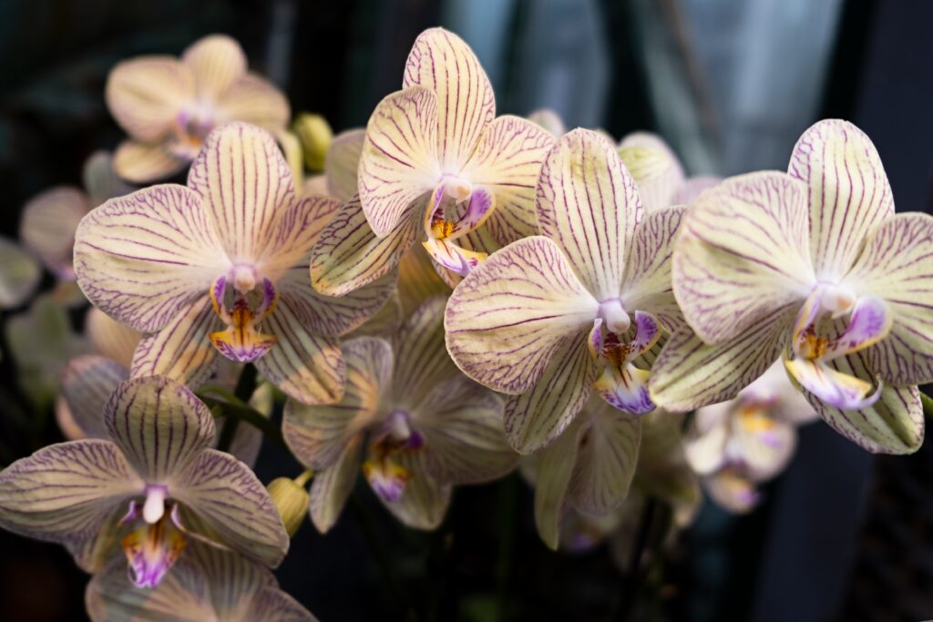 Orchid flowers