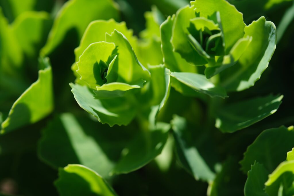 Aeonium crassulaceae flower in natural conditions.