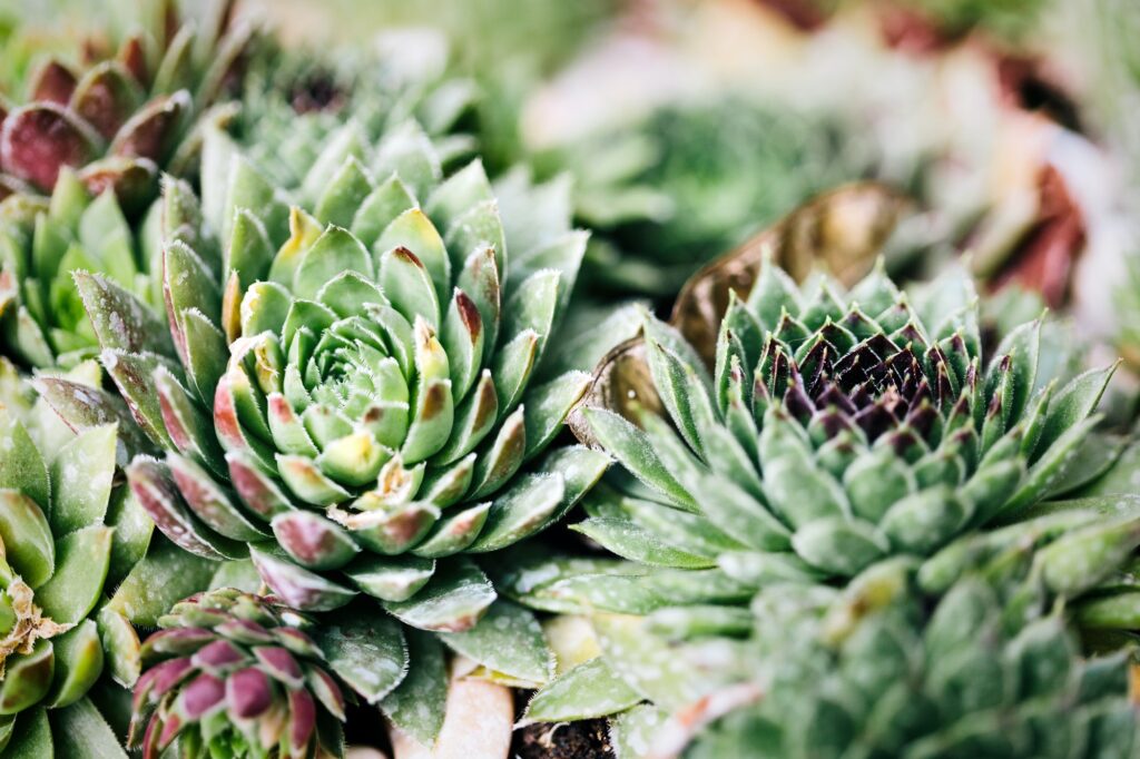 Sempervivum in nature