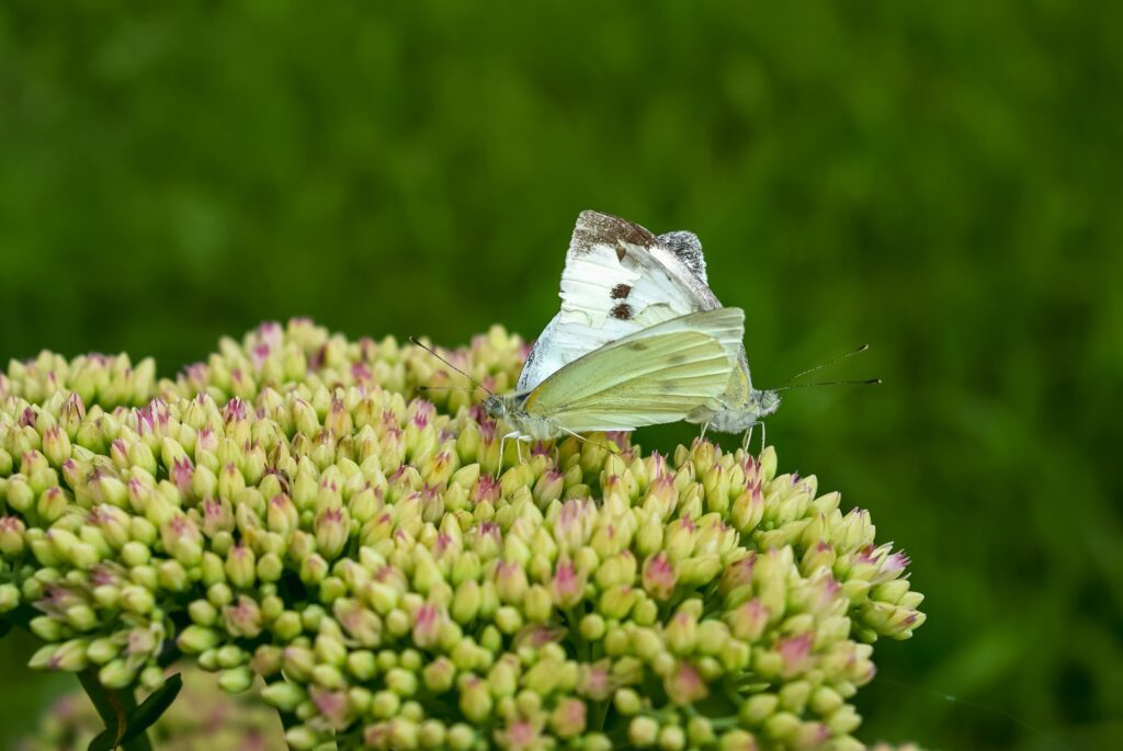 White cabbage butterflies sit on unblown sedum flowers. Horizontal photo.